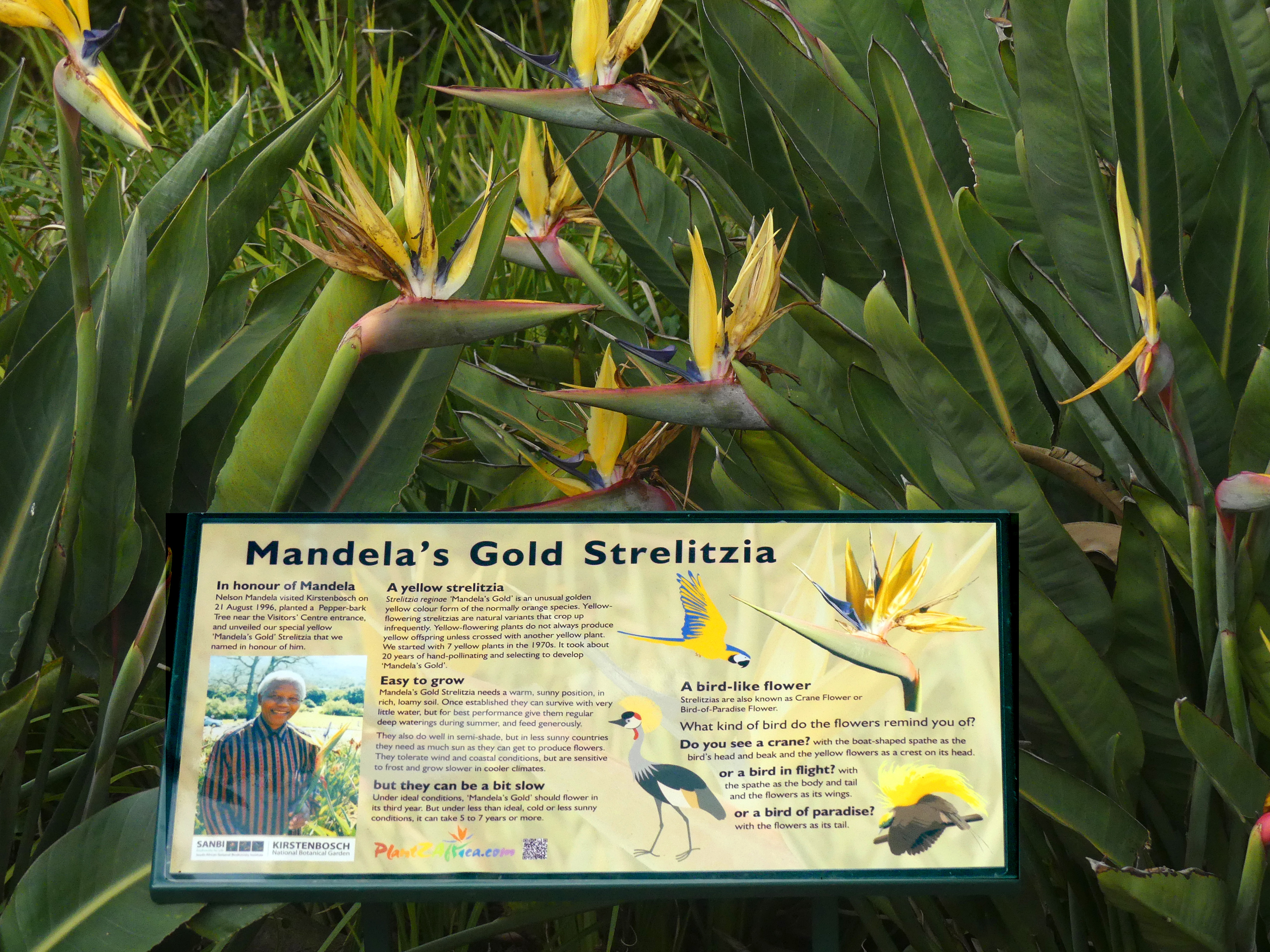 Gold Strelitzia placard